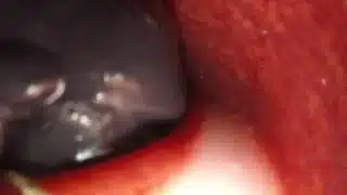 Internal Camera Bad Dragon Flint Cumming in my Ass